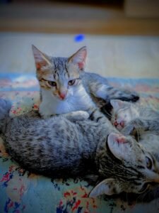 Preparing Older Siblings for a New Baby: A Practical Guide