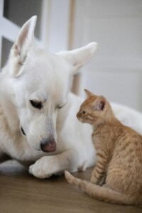 Overcoming Mom Guilt: Finding Your Peace and Balance
