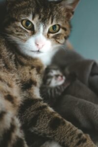 Finding Strength in Mom Guilt: A Journey to Self-Compassion