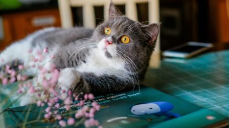 Board Games So Fun, Even Your Cat Will Join In!