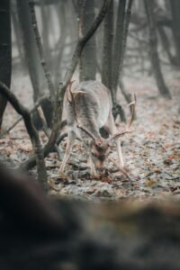 Leaf It to You: Fun Nature Scavenger Hunt Ideas!